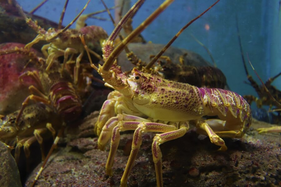 lobster